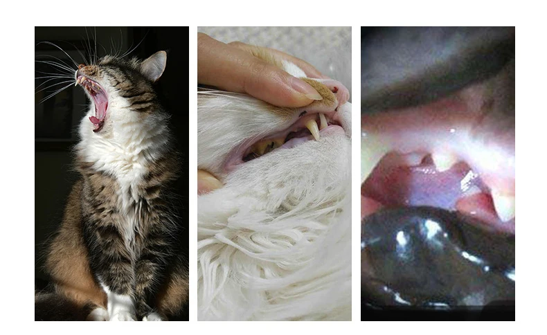 cat teeth cleaning diabetes